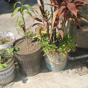 小龙云头像