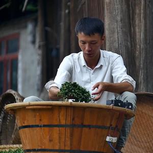 贵州茶人岳文超头像