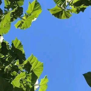 零度头像