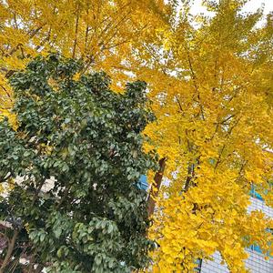 大唐使者邓先生头像