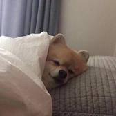 拾小心头像