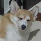 邪恶morty头像