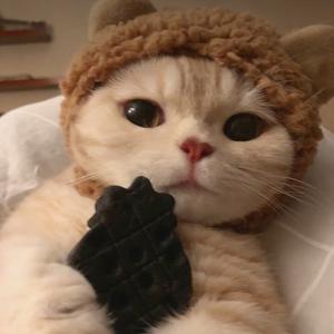 番茄3192635386234839头像