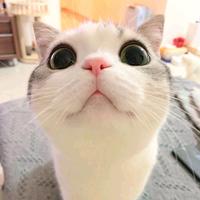 老鱼吃嫩牛头像