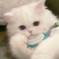 蒲蒲蒲鱼哎头像