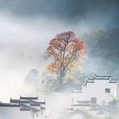 庭前梨枣头像