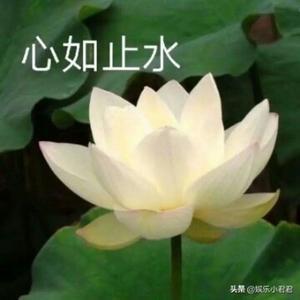 唯爱伤歌头像