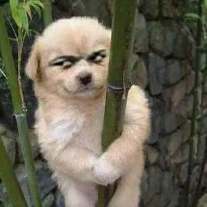 我的大马猴啊头像