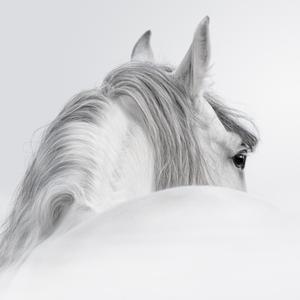 风姿卓越香瓜1 头像