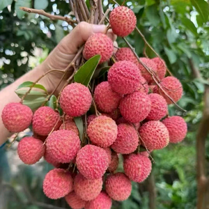 寻找另一半，小杨，头像