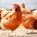 香妹教养鸡头像