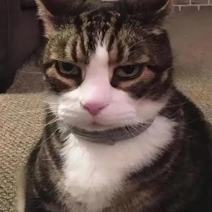 十五的月亮头像