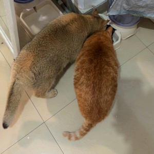 安仔的橘头像