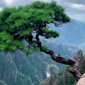 馬力头像