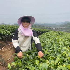 茶叶子头像