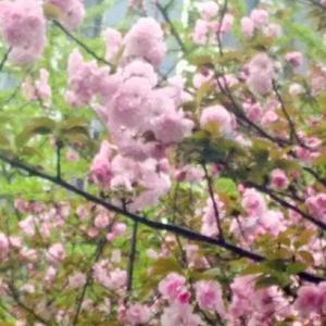 樱a花头像