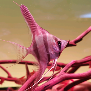 雅典水族观赏鱼头像