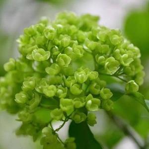 淡淡草本香头像