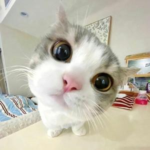 大咖猫猫头像