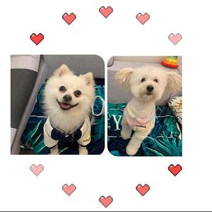 心机狗和傻白甜狗的生活头像