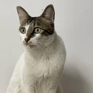 快乐小猫咪头像