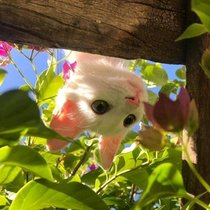隋唐月头像