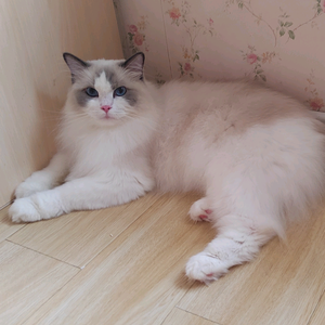 四猫家庭欢乐多头像