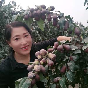 昆玉市晓勤干果店头像