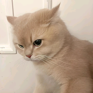 小鱼头像