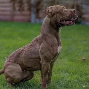 鸿顺猛犬养殖头像