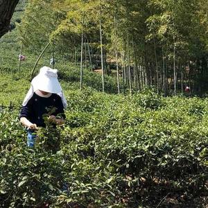 山里海燕头像