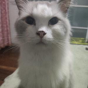 猫咪静时光头像