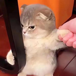 麻酱头像