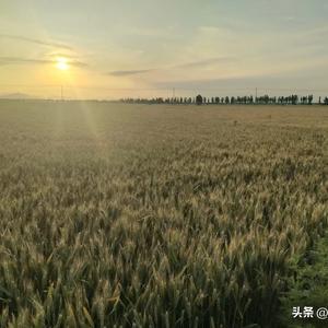 河北杨子头像