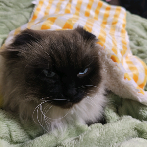 。冬冬儿的猫咪日记头像