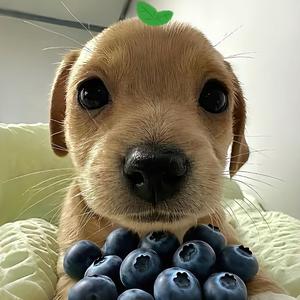 番茄1407812666143768头像
