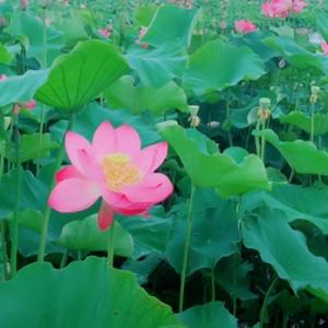 小辣椒头像