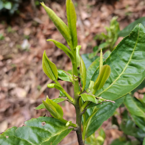 山里种茶人头像