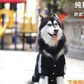 视频总结者头像