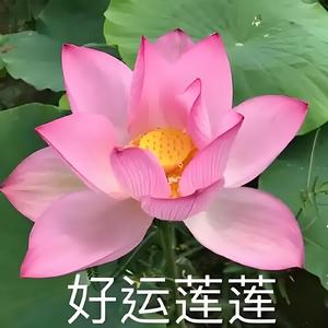 好运莲莲头像