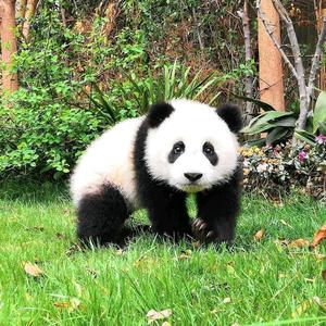 我爱大熊猫头像