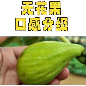 无花果研究头像