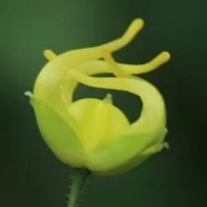 秦巴百草头像