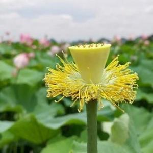 霧裏勘蘤头像