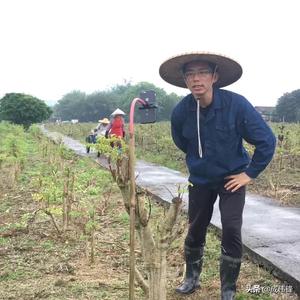 春夏秋冬生态农业头像