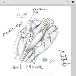 FirrySciPsy鸟语鹌鹌头像