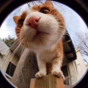 懒猫分享头像