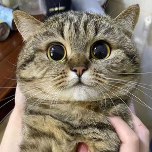猫咪短剧头像