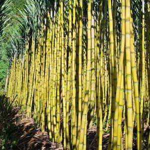 北方甘蔗种植基地头像