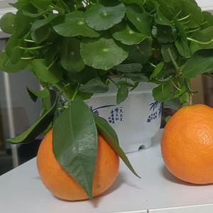 四叶草@头像